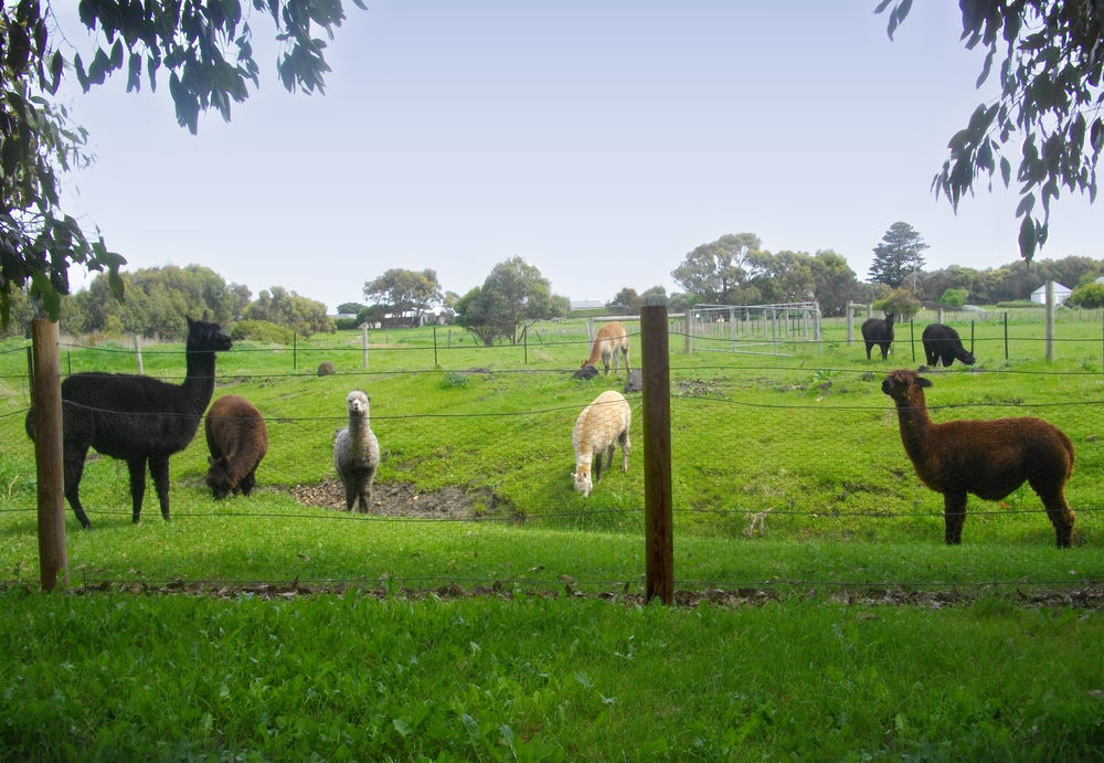 Clonmara Country House And Cottages Port Fairy Exteriör bild